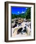 River flowing through a forest, West Branch Ausable River, Adirondack Mountains, New York State...-null-Framed Photographic Print