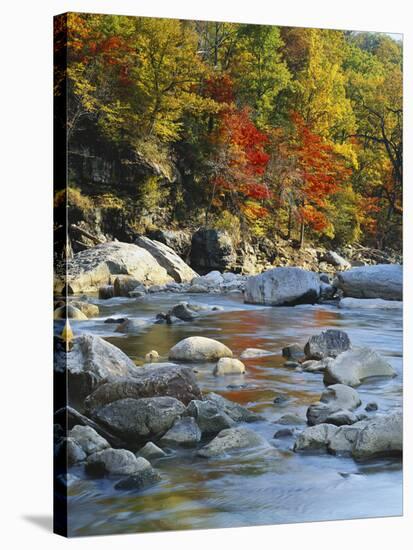 River Flowing Through Forest in Autumn, North Fork, Potomac State Forest, Maryland, USA-Adam Jones-Stretched Canvas