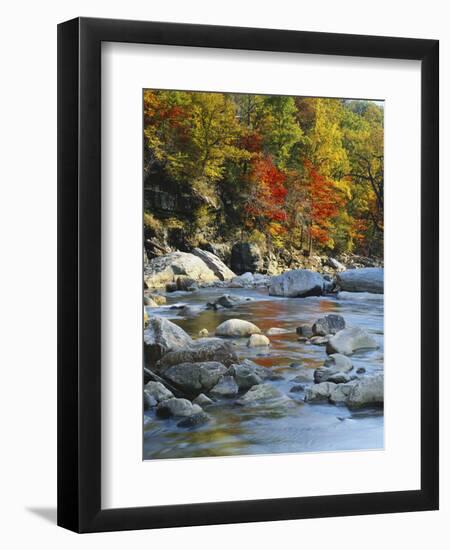 River Flowing Through Forest in Autumn, North Fork, Potomac State Forest, Maryland, USA-Adam Jones-Framed Photographic Print