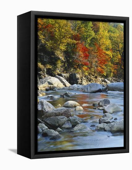 River Flowing Through Forest in Autumn, North Fork, Potomac State Forest, Maryland, USA-Adam Jones-Framed Stretched Canvas