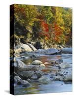 River Flowing Through Forest in Autumn, North Fork, Potomac State Forest, Maryland, USA-Adam Jones-Stretched Canvas