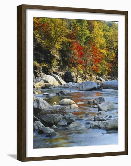 River Flowing Through Forest in Autumn, North Fork, Potomac State Forest, Maryland, USA-Adam Jones-Framed Premium Photographic Print