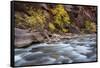 River flowing through rocks, Zion National Park, Utah, USA-null-Framed Stretched Canvas