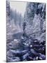 River flowing through snow covered forest, North Santiam River, Willamette National Forest, Lane...-null-Mounted Photographic Print