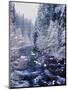 River flowing through snow covered forest, North Santiam River, Willamette National Forest, Lane...-null-Mounted Photographic Print