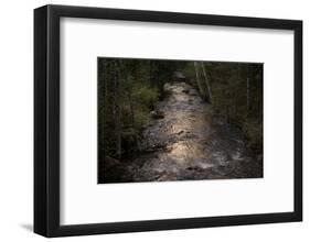 River flows through to the forest in the evening light-Paivi Vikstrom-Framed Photographic Print