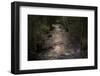 River flows through to the forest in the evening light-Paivi Vikstrom-Framed Photographic Print