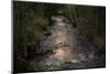 River flows through to the forest in the evening light-Paivi Vikstrom-Mounted Photographic Print