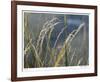 River Grasses I-Joy Doherty-Framed Giclee Print