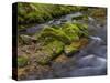 River Grosse Ohe in the Bavarian Forest National Park near Sankt Oswald, Germany, Bavaria.-Martin Zwick-Stretched Canvas