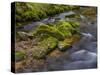 River Grosse Ohe in the Bavarian Forest National Park near Sankt Oswald, Germany, Bavaria.-Martin Zwick-Stretched Canvas