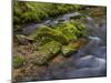 River Grosse Ohe in the Bavarian Forest National Park near Sankt Oswald, Germany, Bavaria.-Martin Zwick-Mounted Photographic Print