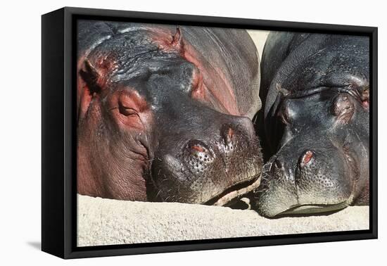 River Hippopotamus, Two Sleeping Together-null-Framed Stretched Canvas