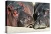 River Hippopotamus, Two Sleeping Together-null-Stretched Canvas