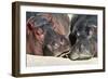 River Hippopotamus, Two Sleeping Together-null-Framed Premium Photographic Print