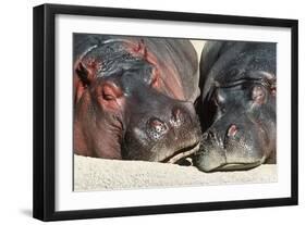 River Hippopotamus, Two Sleeping Together-null-Framed Photographic Print