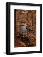 River in autumn woodland habitat, Cross River, Ward Poundridge County Park, Salem-Bob Gibbons-Framed Photographic Print