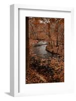 River in autumn woodland habitat, Cross River, Ward Poundridge County Park, Salem-Bob Gibbons-Framed Photographic Print