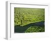 River in Tortuguero National Park, Costa Rica, Central America-R H Productions-Framed Photographic Print