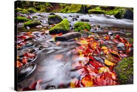 River Kamenice in Autumn with Long Exposure, Bohemian Switzerland, Czech Republic-Nataliya Hora-Stretched Canvas