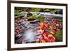 River Kamenice in Autumn with Long Exposure, Bohemian Switzerland, Czech Republic-Nataliya Hora-Framed Photographic Print