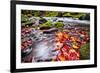 River Kamenice in Autumn with Long Exposure, Bohemian Switzerland, Czech Republic-Nataliya Hora-Framed Photographic Print