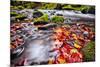 River Kamenice in Autumn with Long Exposure, Bohemian Switzerland, Czech Republic-Nataliya Hora-Mounted Photographic Print