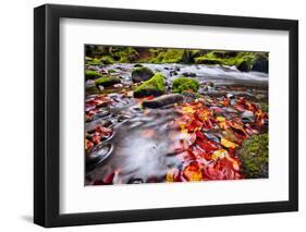 River Kamenice in Autumn with Long Exposure, Bohemian Switzerland, Czech Republic-Nataliya Hora-Framed Photographic Print