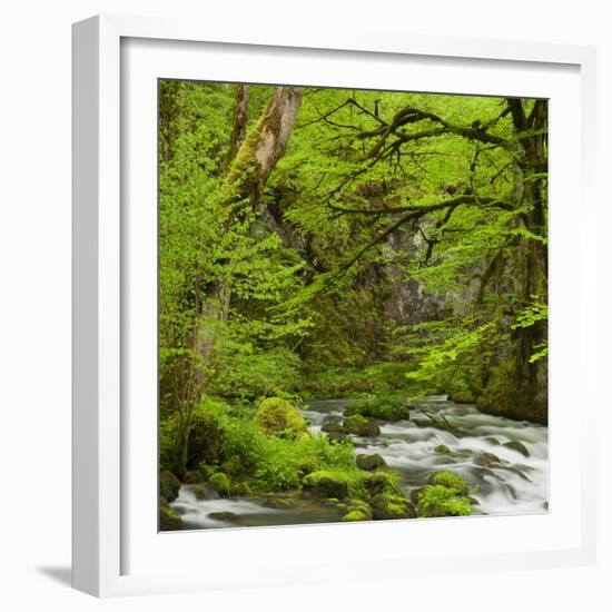 River Le Dessoubre, Cirque De La Consolation, Doubs, France-Rainer Mirau-Framed Photographic Print