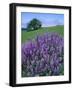 River Lupine and Oregon White Oak Tree, Bald Hills, Redwood National Park, California, Usa-Scott T. Smith-Framed Photographic Print