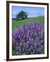 River Lupine and Oregon White Oak Tree, Bald Hills, Redwood National Park, California, Usa-Scott T. Smith-Framed Photographic Print