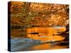 River of Dreams-Philippe Sainte-Laudy-Stretched Canvas