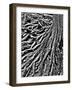 River of Roots-Toula Mavridou-Messer-Framed Photographic Print