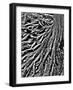 River of Roots-Toula Mavridou-Messer-Framed Photographic Print