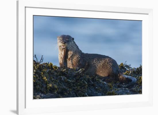 River Otter, a snack found among the tide pools at low tide-Ken Archer-Framed Premium Photographic Print