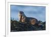 River Otter, a snack found among the tide pools at low tide-Ken Archer-Framed Premium Photographic Print