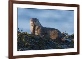 River Otter, a snack found among the tide pools at low tide-Ken Archer-Framed Premium Photographic Print