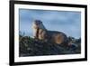 River Otter, a snack found among the tide pools at low tide-Ken Archer-Framed Premium Photographic Print