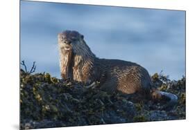 River Otter, a snack found among the tide pools at low tide-Ken Archer-Mounted Premium Photographic Print