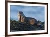 River Otter, a snack found among the tide pools at low tide-Ken Archer-Framed Photographic Print