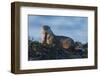 River Otter, a snack found among the tide pools at low tide-Ken Archer-Framed Photographic Print