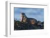 River Otter, a snack found among the tide pools at low tide-Ken Archer-Framed Photographic Print