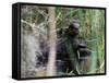 River Otter (Lutra Canadensis), Big Cypress Nature Preserve, Florida-James Hager-Framed Stretched Canvas