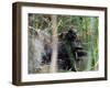 River Otter (Lutra Canadensis), Big Cypress Nature Preserve, Florida-James Hager-Framed Photographic Print