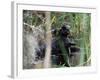 River Otter (Lutra Canadensis), Big Cypress Nature Preserve, Florida-James Hager-Framed Photographic Print