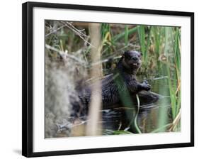 River Otter (Lutra Canadensis), Big Cypress Nature Preserve, Florida-James Hager-Framed Photographic Print