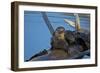 River Otter (Lutra Canadensis) Mother and Two Pups-James Hager-Framed Photographic Print