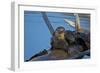 River Otter (Lutra Canadensis) Mother and Two Pups-James Hager-Framed Photographic Print