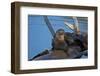 River Otter (Lutra Canadensis) Mother and Two Pups-James Hager-Framed Photographic Print