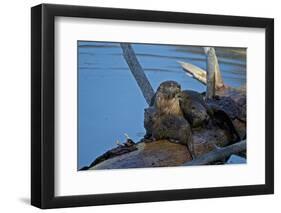 River Otter (Lutra Canadensis) Mother and Two Pups-James Hager-Framed Photographic Print